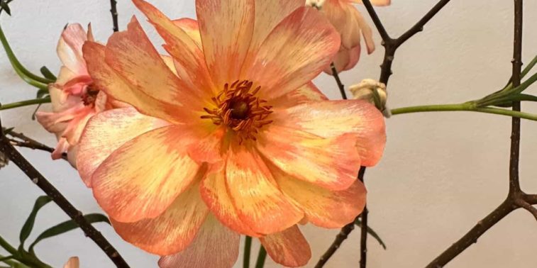 638243842_1149775967192278_6029639985999118668_n